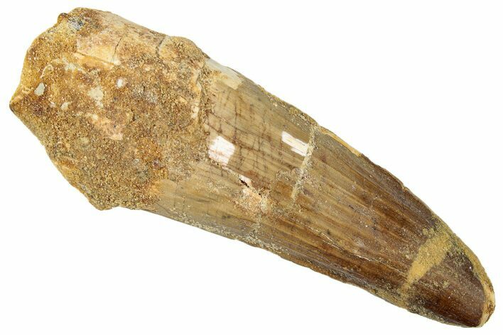 Fossil Spinosaurus Tooth - Real Dinosaur Tooth #259623
